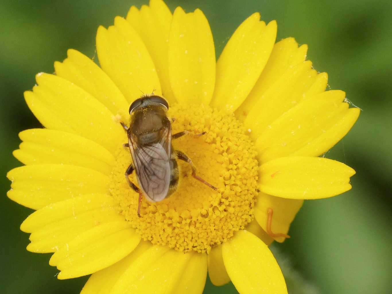 Piccolo syrphidae: Merodon sp.